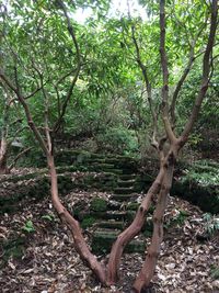 Trees in forest