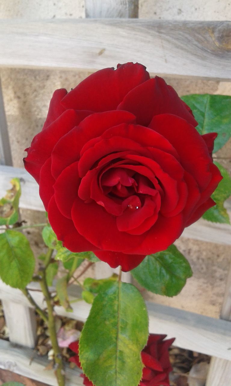 flower, red, petal, flower head, fragility, freshness, rose - flower, indoors, growth, plant, close-up, beauty in nature, blooming, nature, leaf, single flower, rose, day, potted plant, no people