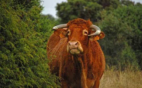 Close-up of brown cow outdoors