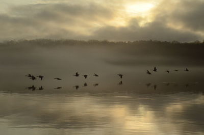 Flock of birds flying in the sky