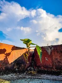 Plant growing on rock by sea against sky