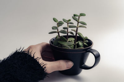 Close-up of person holding potted plant against white background