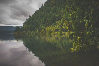 Reflection of trees in lake