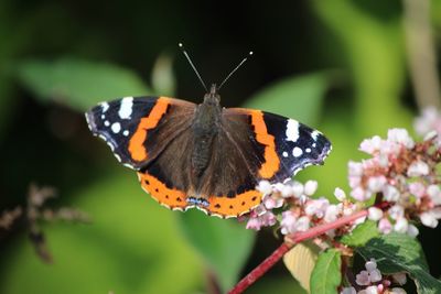 Red admiral pollinating flower