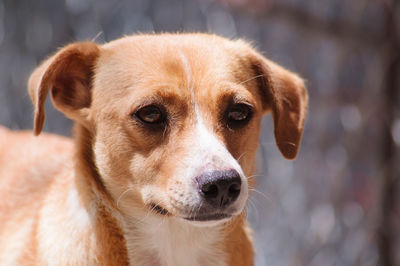 Close-up portrait of dog
