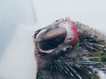 Close-up of animal eye