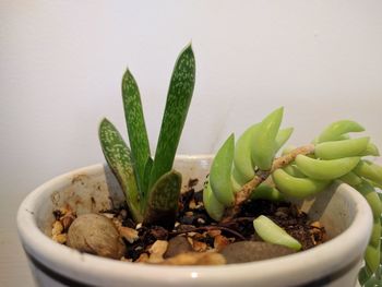 Close-up of potted plant