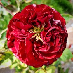 Close-up of red flower blooming outdoors