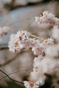 Close-up of white cherry blossoms in spring