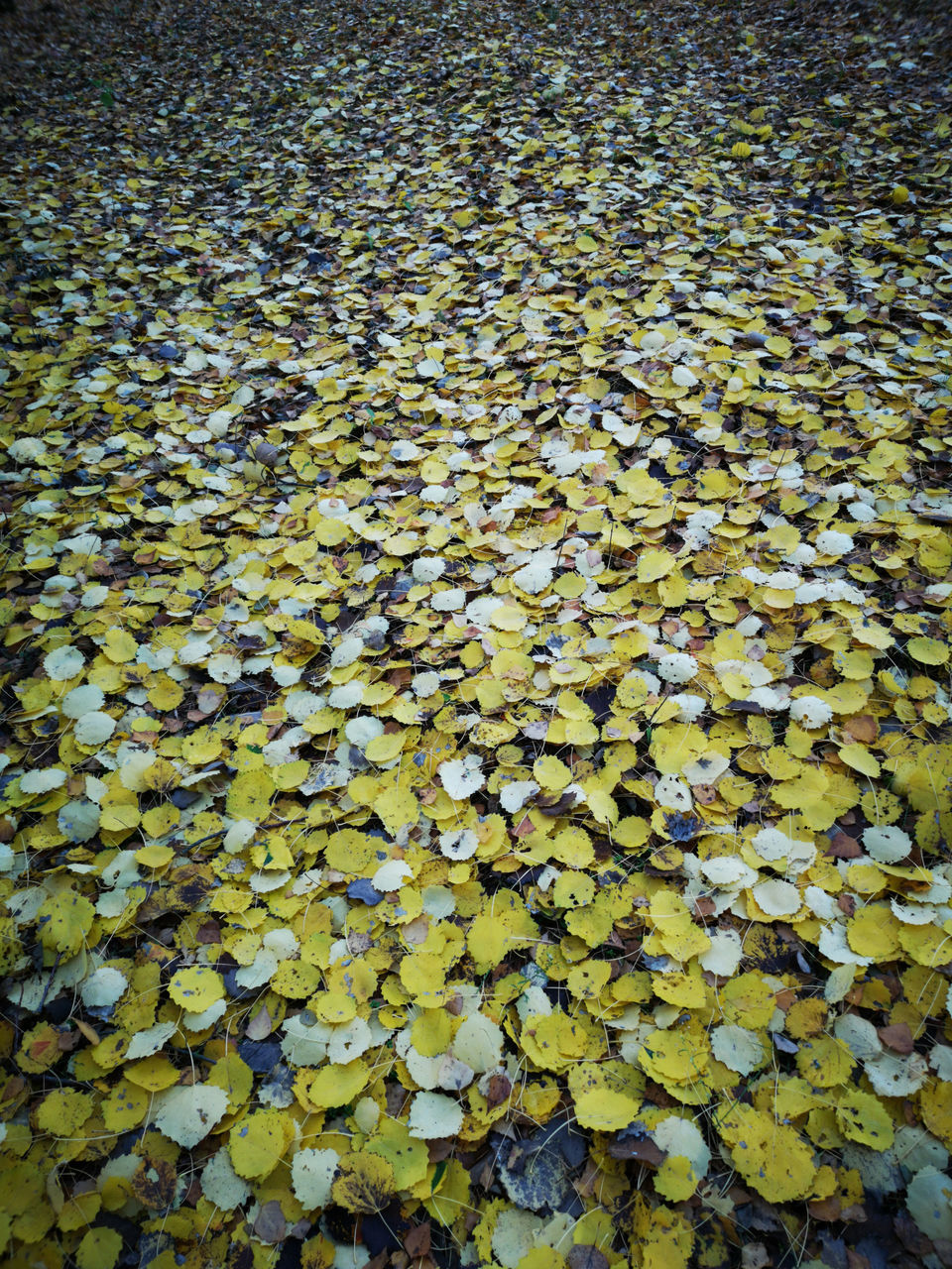 FULL FRAME SHOT OF LEAVES FLOATING IN WATER