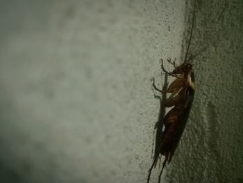 Close-up of insect