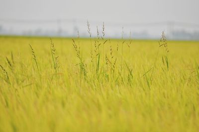 Crops growing on field