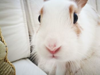Close-up portrait of cat