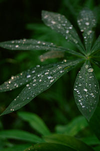 drop