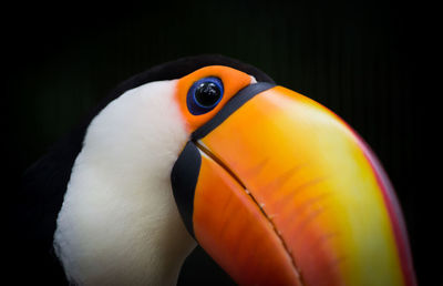 Close-up of a bird