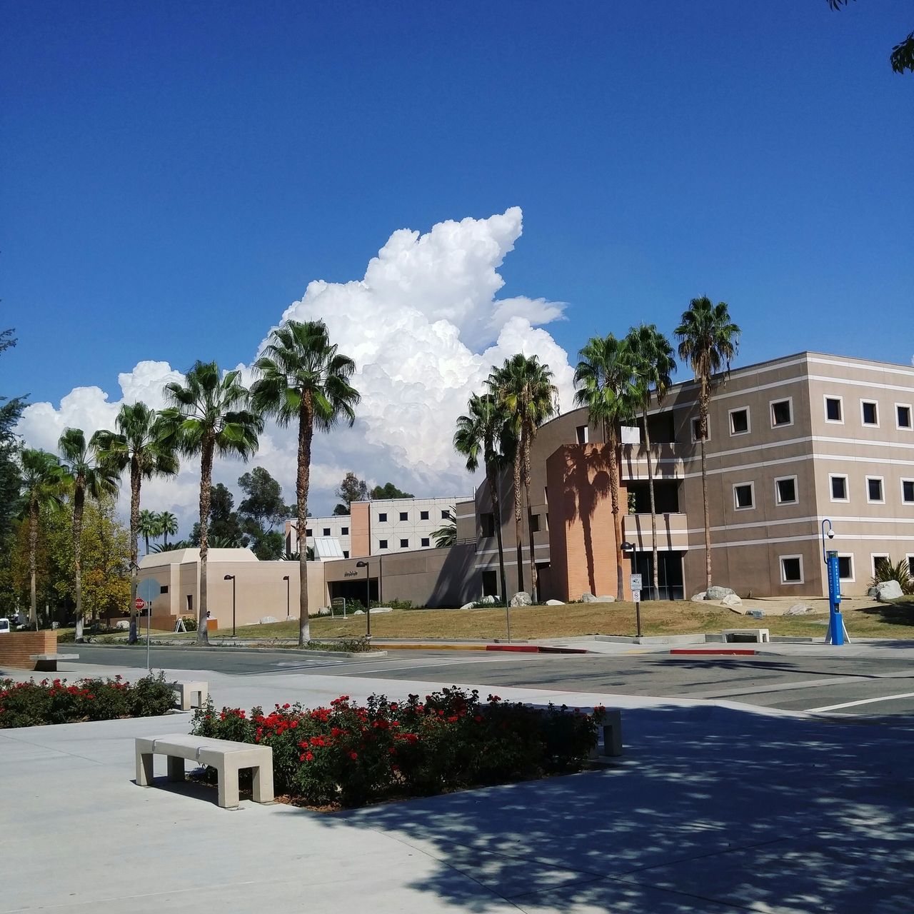 building exterior, architecture, built structure, tree, blue, clear sky, sunlight, house, sky, city, building, day, palm tree, residential structure, residential building, outdoors, street, no people, sunny, incidental people