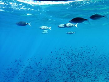 Fish swimming in sea