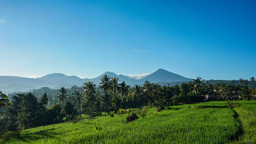 Scenic view of agricultural field against sky