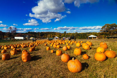 View of pumpkins on field against sky