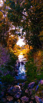 Scenic view of forest