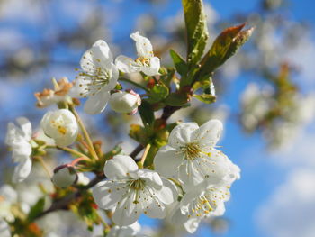 Close-up of white flowers blooming on tree