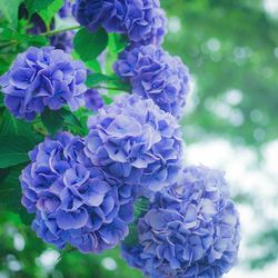 Close-up of purple flowers