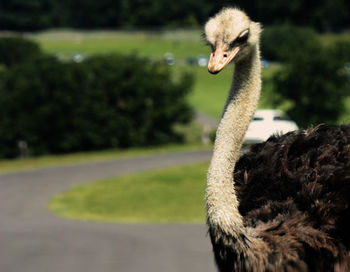 Close-up of ostrich on road