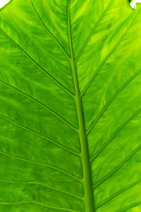 leaf