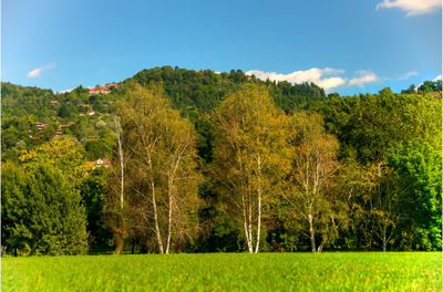 Trees on grassy field