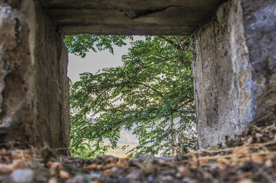 Low angle view of trees growing in forest