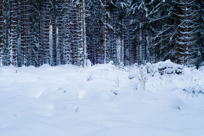 Snow covered land