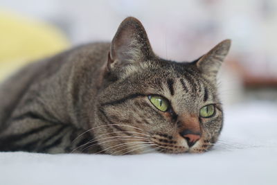 Close-up portrait of a cat looking away