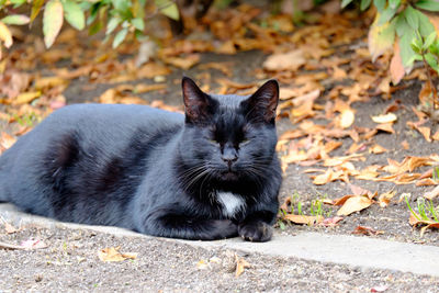 Close-up of cat