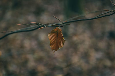 Close-up of dead leaf