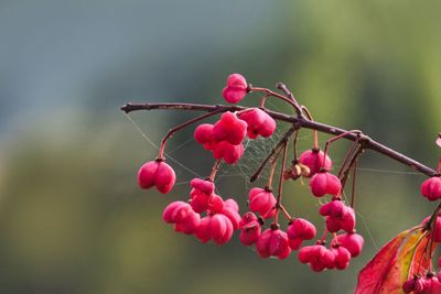 Close-up of red berries growing on tree