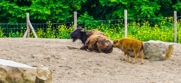 View of a sheep