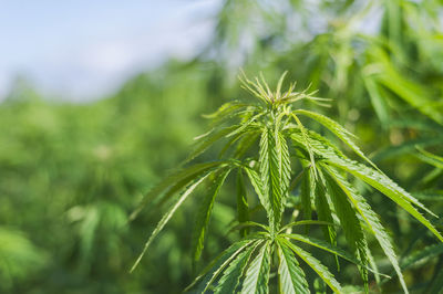 Close-up of fresh green plant