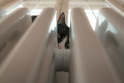 Cat relaxing in kitchen