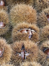 Chestnuts and curls in autumn season