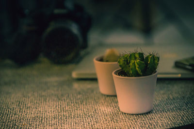 Close-up of potted plant on table