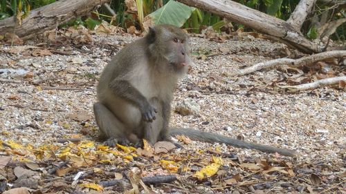 Monkey sitting on dirt