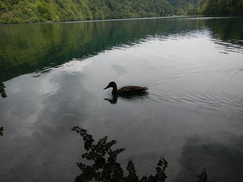 High angle view of ducks swimming in lake