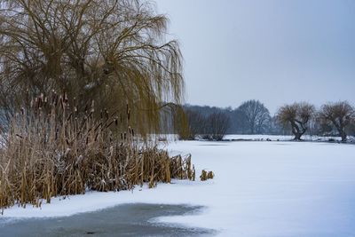 Bare trees on snow covered field against sky