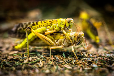 Close-up of grasshopper on plant