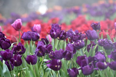 Close-up of purple flowering plants on field