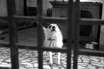 Close-up of cat in cage