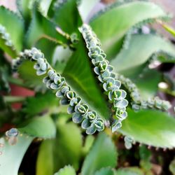 Close-up of green plant