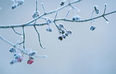 branch