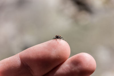 Close-up of insect on hand