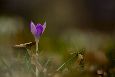 Close-up of purple crocus flower